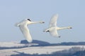 Flying with the Swans