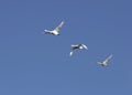 Flying swans Royalty Free Stock Photo