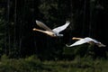 Flying swans Royalty Free Stock Photo