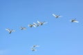 Flying swans Royalty Free Stock Photo