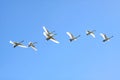 Flying swans Royalty Free Stock Photo