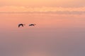 Flying swans by a colorful sky Royalty Free Stock Photo
