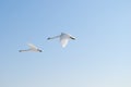 Flying swans