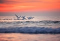 Flying swans over sea water Royalty Free Stock Photo