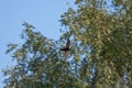 Flying swift against the trees Royalty Free Stock Photo
