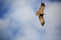 A flying Tawny eagle Royalty Free Stock Photo