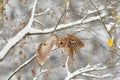 Flying tawny owl Royalty Free Stock Photo