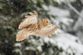 Flying tawny owl Royalty Free Stock Photo