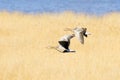 Flying teamwork - Geese pair Royalty Free Stock Photo