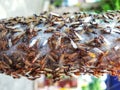 Flying termites lots of Rainy season