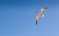 Flying Tern against a blue Florida sky