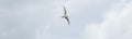 Flying tern of the white-fronted tern colony at Pancake rocks, with a fresh fished fish, New Zealand