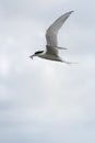 Flying tern of the white-fronted tern colony at Pancake rocks, with a fresh fished fish, New Zealand