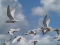 Flying Terns Royalty Free Stock Photo