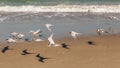 Flying Terns at Melbourne Beach Florida Royalty Free Stock Photo