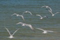 Flying Terns Over the Ocean in Florida Royalty Free Stock Photo
