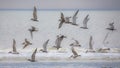 Flying terns at sea Royalty Free Stock Photo