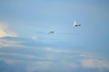 Flying terns Royalty Free Stock Photo