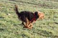 Flying terrier. Dog jumping playing or fighting with water stream. Welsh terrier. Royalty Free Stock Photo