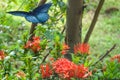Flying Tig Tropical Blue Butterfly On The Top Of The Red Flowers And Green Plants.
