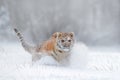 Flying tiger. Tiger in wild winter nature. Amur tiger running in the snow. Action wildlife scene with danger animal. Cold winter