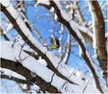 Flying titmouse on winter tree Royalty Free Stock Photo