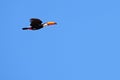 Flying Toco Toucan, Ramphastos Toco, also known as the Common Toucan, Giant Toucan, Pantanal, Mato Grosso do Sul, Brazil Royalty Free Stock Photo