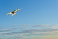 Flying towards camera white-fronted tern or sterna striata against blue sky Royalty Free Stock Photo