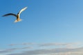 Flying towards camera white-fronted tern or sterna striata against blue sky Royalty Free Stock Photo