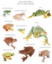 Flying tree frogs set on white Royalty Free Stock Photo