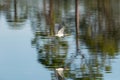 Flying tricolored heron Egretta tricolor spreads its wings Royalty Free Stock Photo