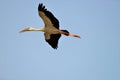 Flying Tropical bird heron