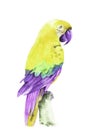 Flying tropical parrot Ara. Watercolor hand drawn illustration