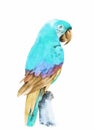 Flying tropical parrot Ara. Watercolor hand drawn illustration