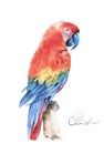 Flying tropical parrot Ara. Watercolor hand drawn illustration