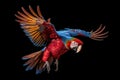 Flying tropical parrot,Colorful parrot isolated on black background,Generative, AI, Illustration Royalty Free Stock Photo