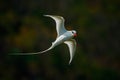 Flying Tropicbird with green forest background. Red-billed Tropicbird, Phaethon aethereus, rare bird from the Caribbean. White Royalty Free Stock Photo