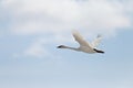 Flying Trumpeter Swan Cygnus buccinator and clouds Royalty Free Stock Photo