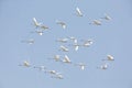 Flying Trumpeter Swan Royalty Free Stock Photo