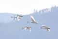 Flying Trumpeter Swan Royalty Free Stock Photo