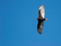 Flying Turkey Vulture Royalty Free Stock Photo