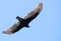 Flying turkey vulture Cathartes aura on a blue sky background, California