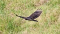 Flying turkey vulture looking for prey, scavenger avian in the skies of Costa Rica Royalty Free Stock Photo