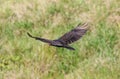 Flying turkey vulture looking for prey, scavenger avian in the skies of Costa Rica Royalty Free Stock Photo