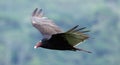 Flying turkey vulture looking for prey, scavenger avian in the skies of Costa Rica Royalty Free Stock Photo