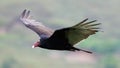 Flying turkey vulture looking for prey, scavenger avian in the skies of Costa Rica Royalty Free Stock Photo