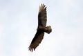 Flying turkey vulture looking for prey, scavenger avian in the skies of Costa Rica Royalty Free Stock Photo