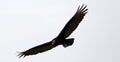 Flying turkey vulture looking for prey, scavenger avian in the skies of Costa Rica Royalty Free Stock Photo