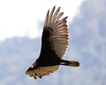 Flying turkey vulture looking for prey, scavenger avian in the skies of Costa Rica Royalty Free Stock Photo