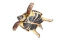 Flying turtle Royalty Free Stock Photo
